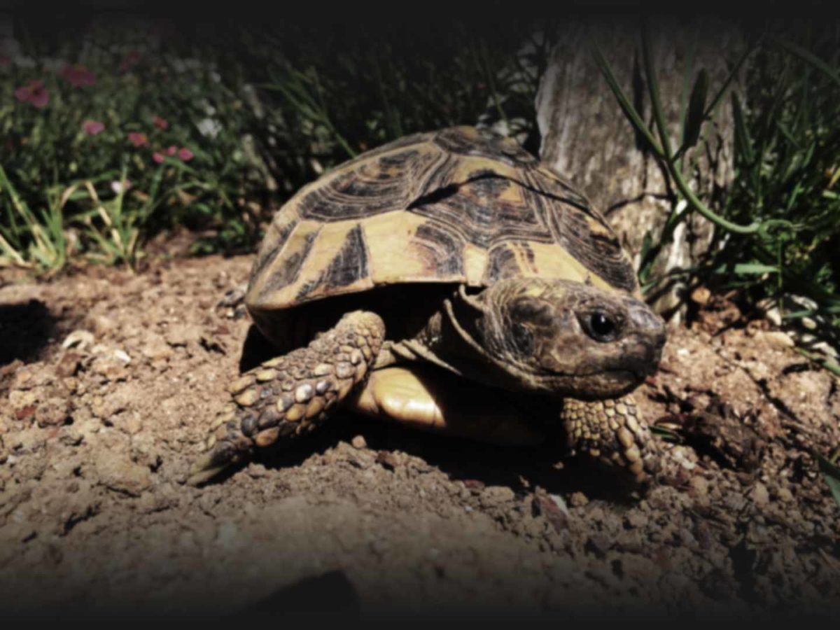 Landschildkröten Stuttgart