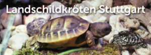 Landschildkröten Stuttgart Newsletter Header