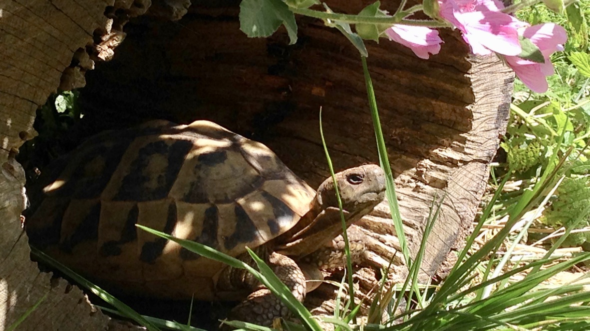 Planung Und Bau Eines Aussengeheges Landschildkroten Stuttgart