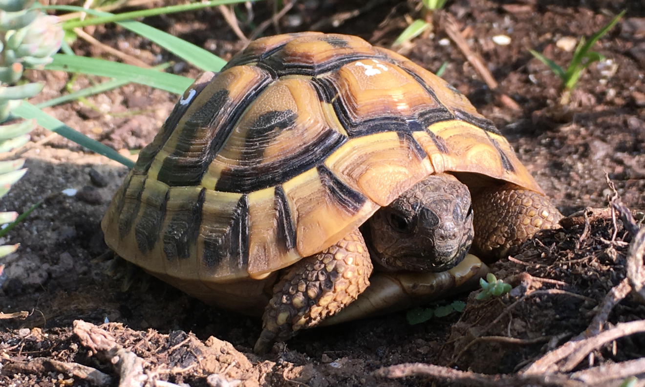 Schildkroete