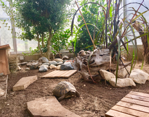 Schildkröten_Gewächshaus Landschildkröten Stuttgart