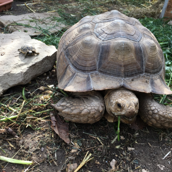 Spornschildkröte