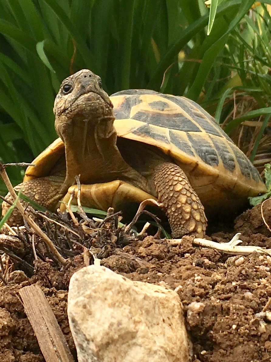 Schildkroete-erde