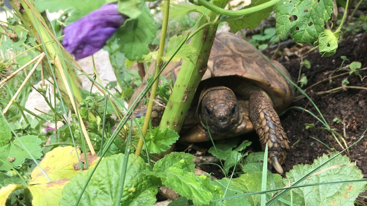 Schildkroete-im-gruen