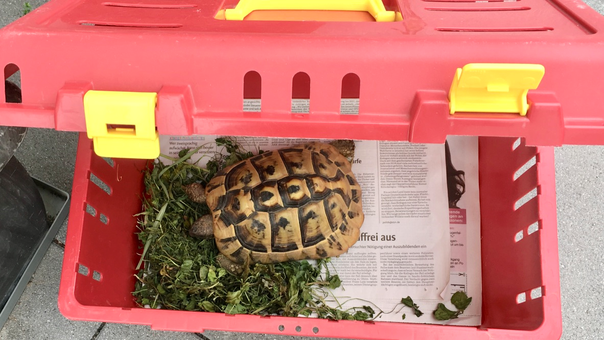 Schildkroeten_Transport