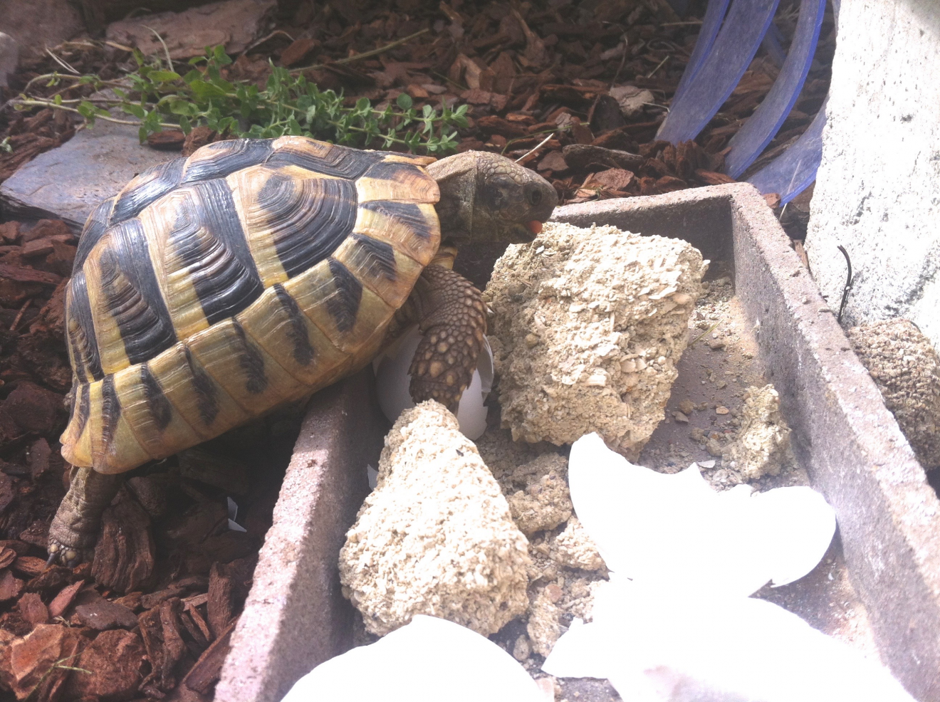 Schildkroete_Eier