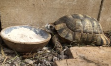 Schildkroete_Schale