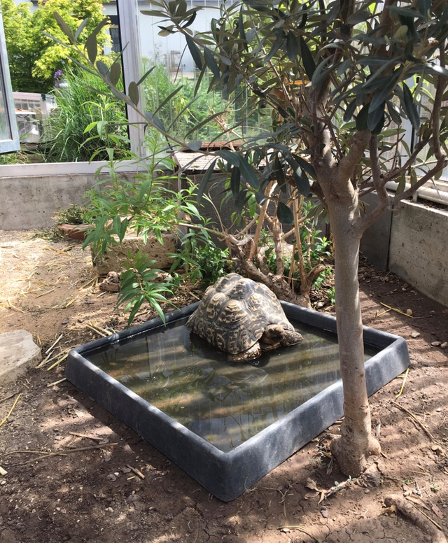 Schildkroete_Wasser