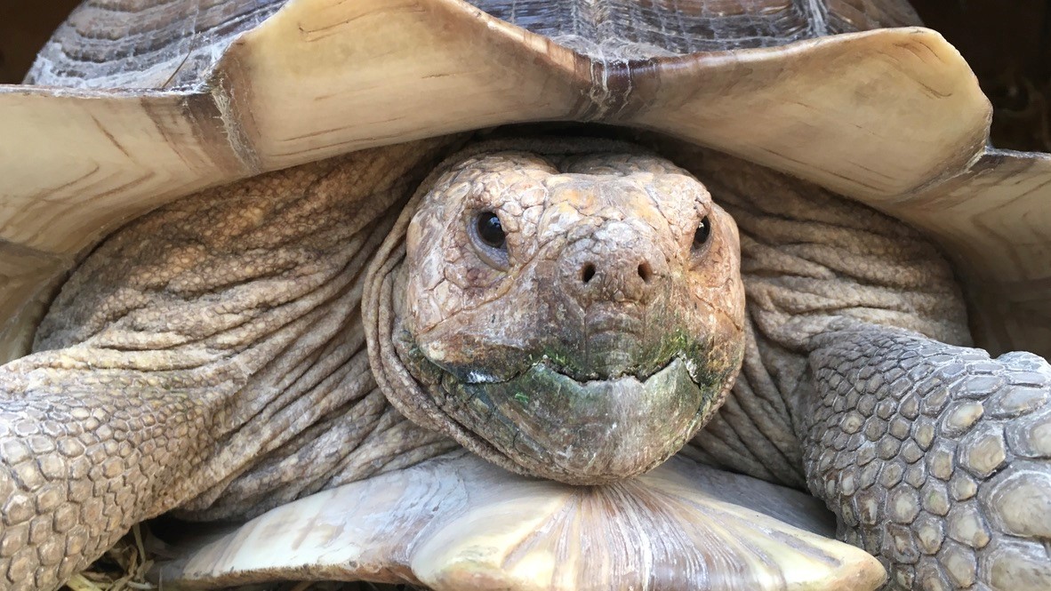 Landschildkroete-von-vorn