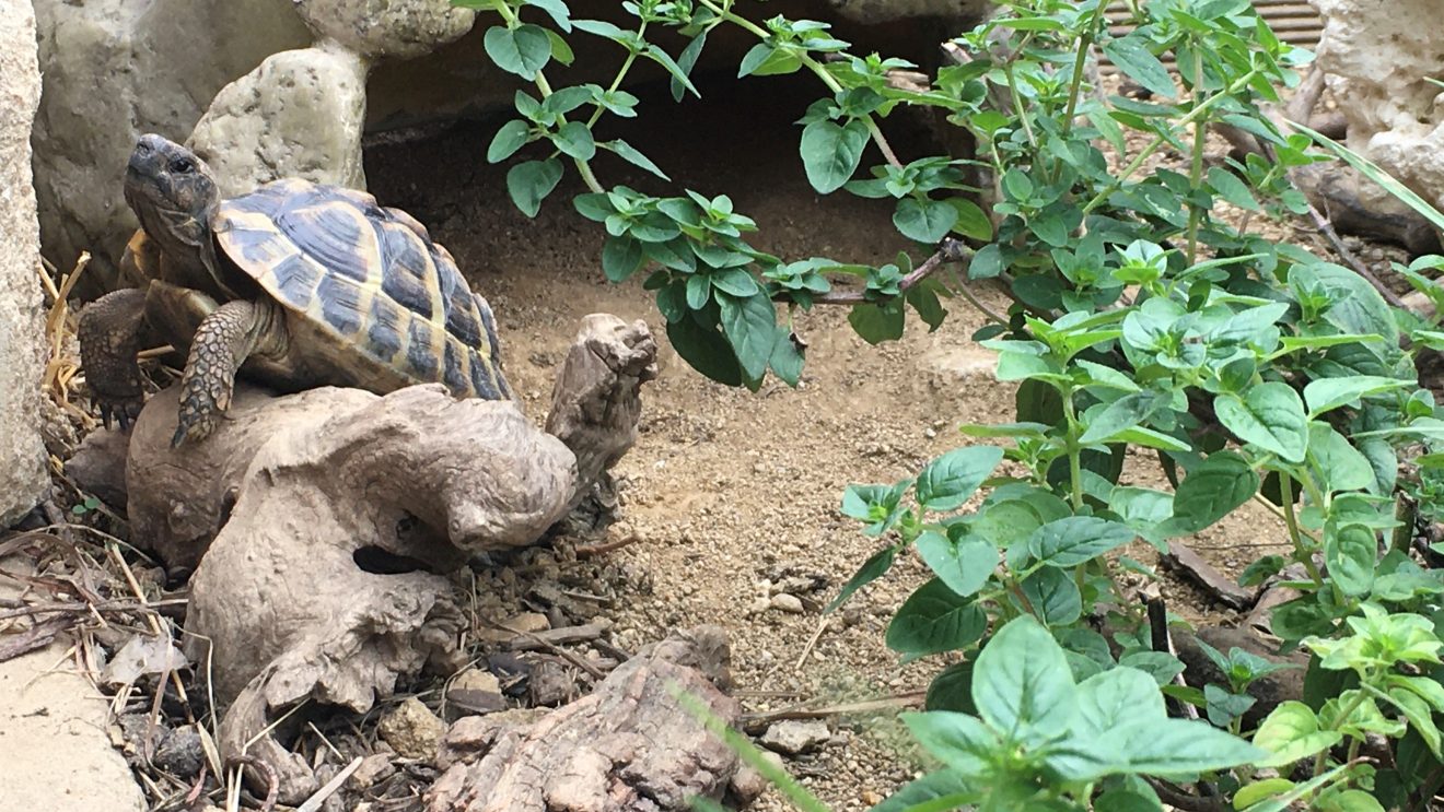 Schildkroete-auf-Holz