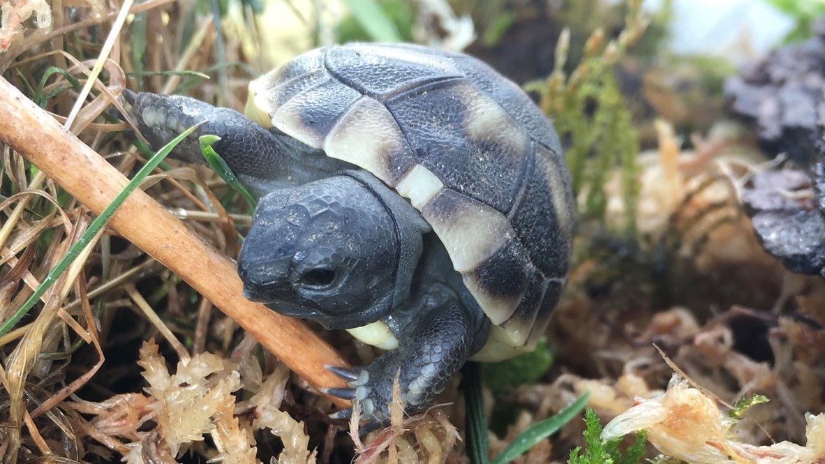 BabySchildkröte