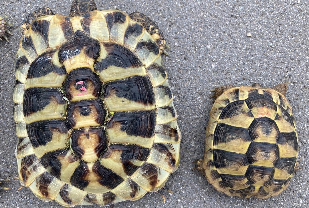 Schildkroeten-vergleich