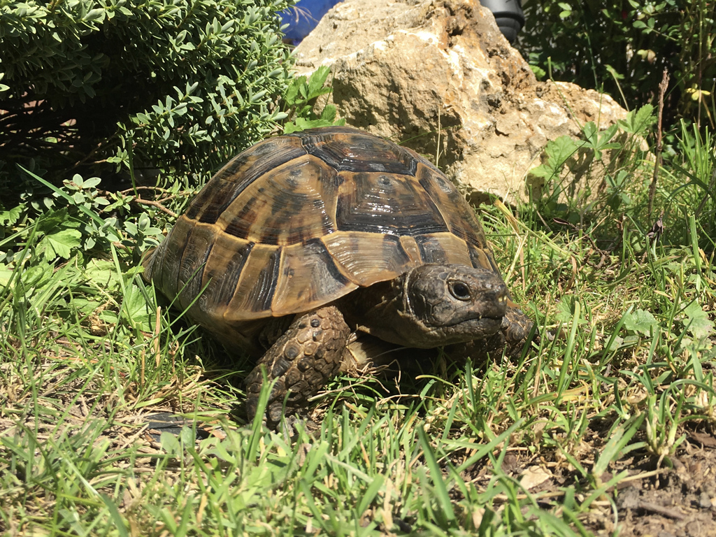 Foto: Maurische Landschildkröte (testudo graeca ibera)