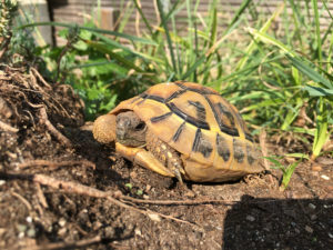 Landschildkröten Stuttgart, Foto © Christin Kern