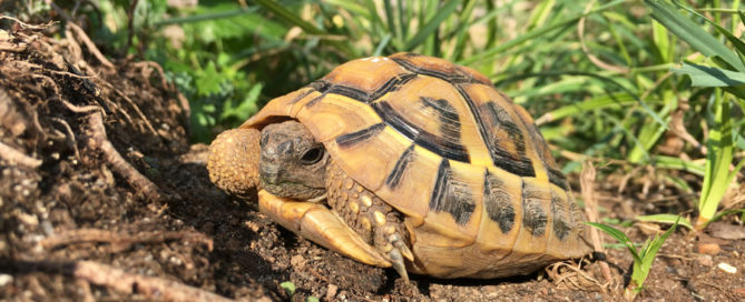 Landschildkröten Stuttgart, Foto © Christin Kern